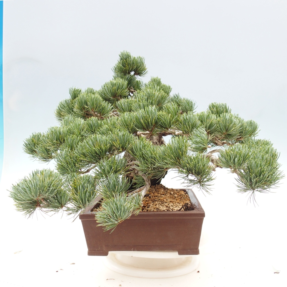 Bonsai für draußen - Pinus parviflora - Pinus parviflora