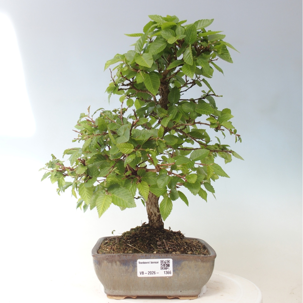 Bonsai für draußen -Carpinus CARPINOIDES - Koreanische Hainbuche