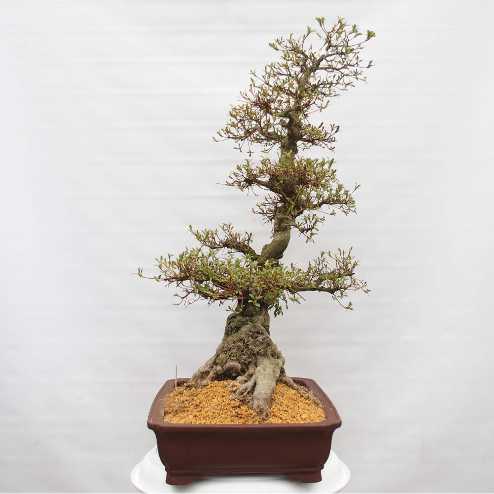 Bonsai für draußen - Japanische Azalee - Azalee Hekinan-no-Tsuki