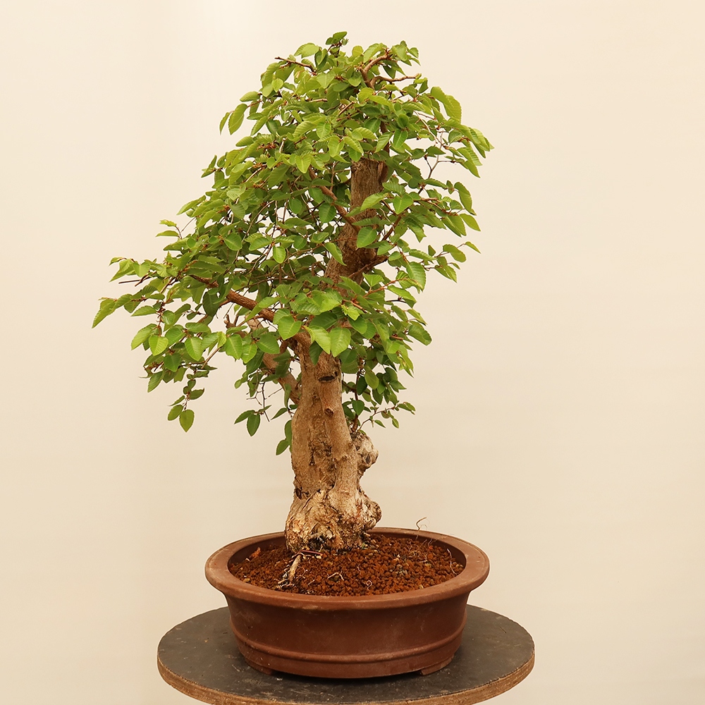 Bonsai für draußen - Karpinus Coreana - Koreanische Hainbuche