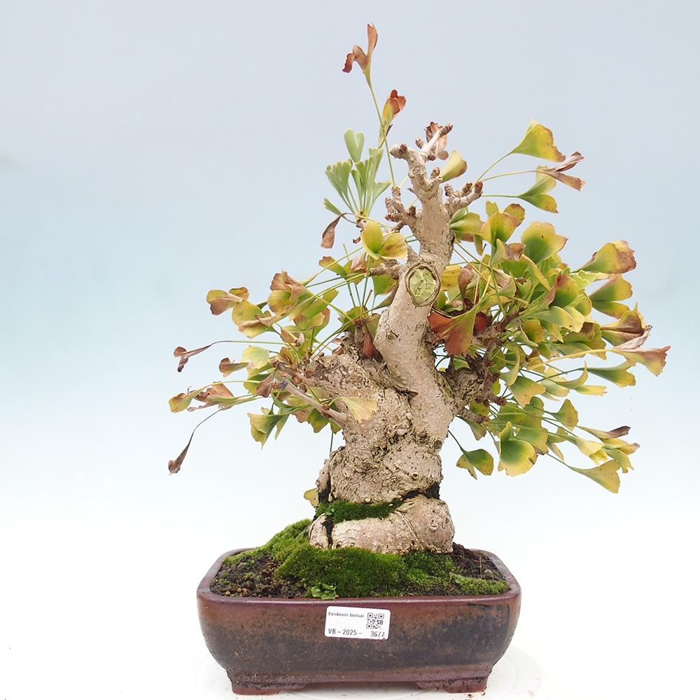 Bonsai für draußen - Ginkgo biloba - Ginkgo biloba