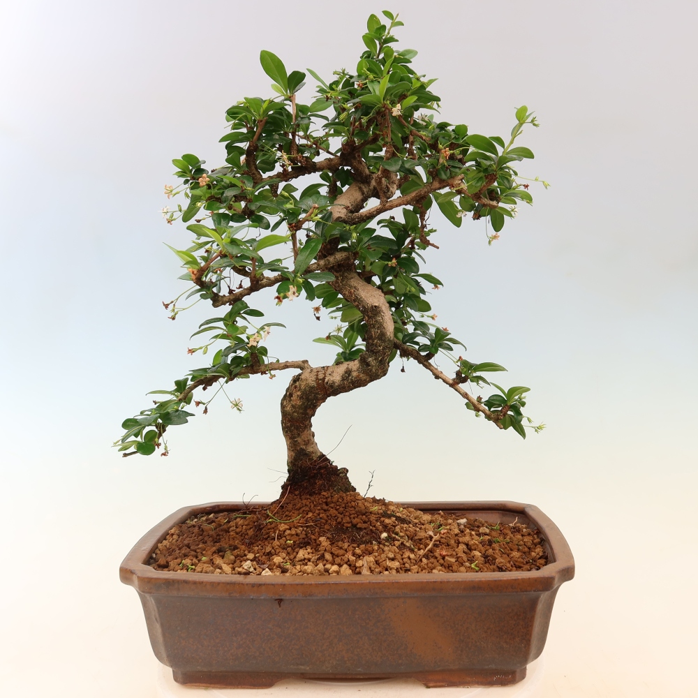 Zimmer-Bonsai - Carmona macrophylla - Tee-Fuki