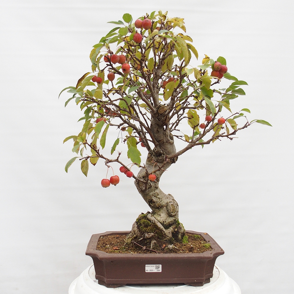 Outdoor-Bonsai -Malus halliana - Kleinfrüchtiger Apfelbaum