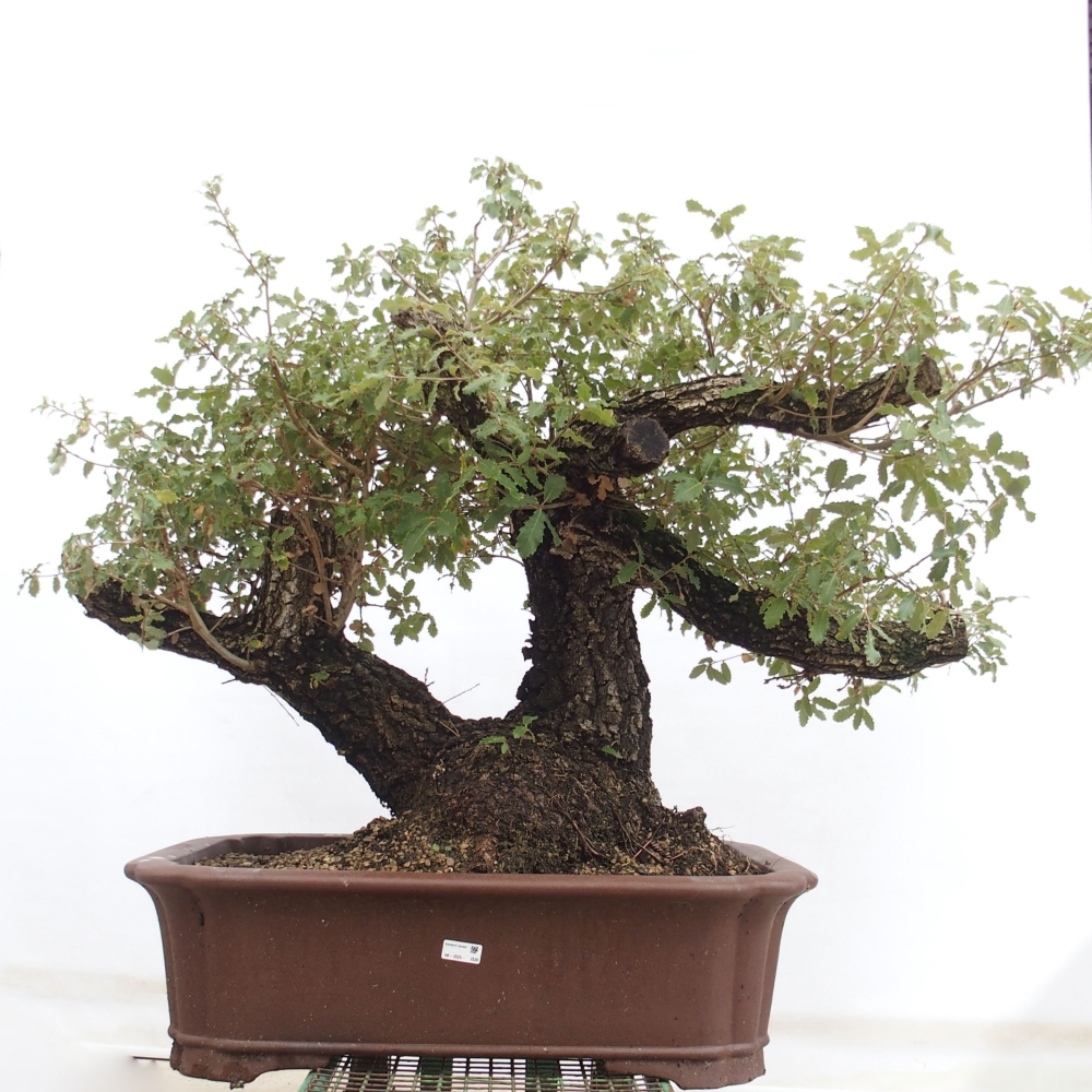 Yamadori - Quercus Ilex - Eichenstechpalme