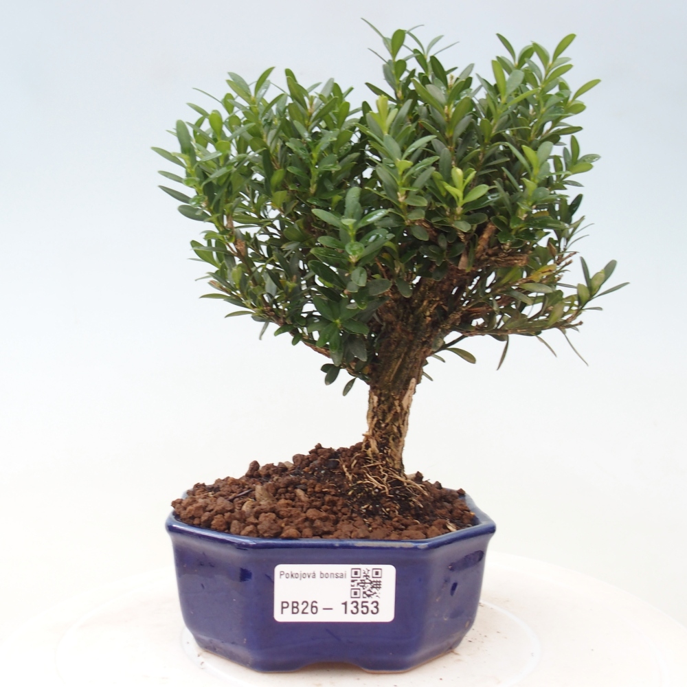 Zimmer Bonsai - Buxus harlandii - Korkbuxus