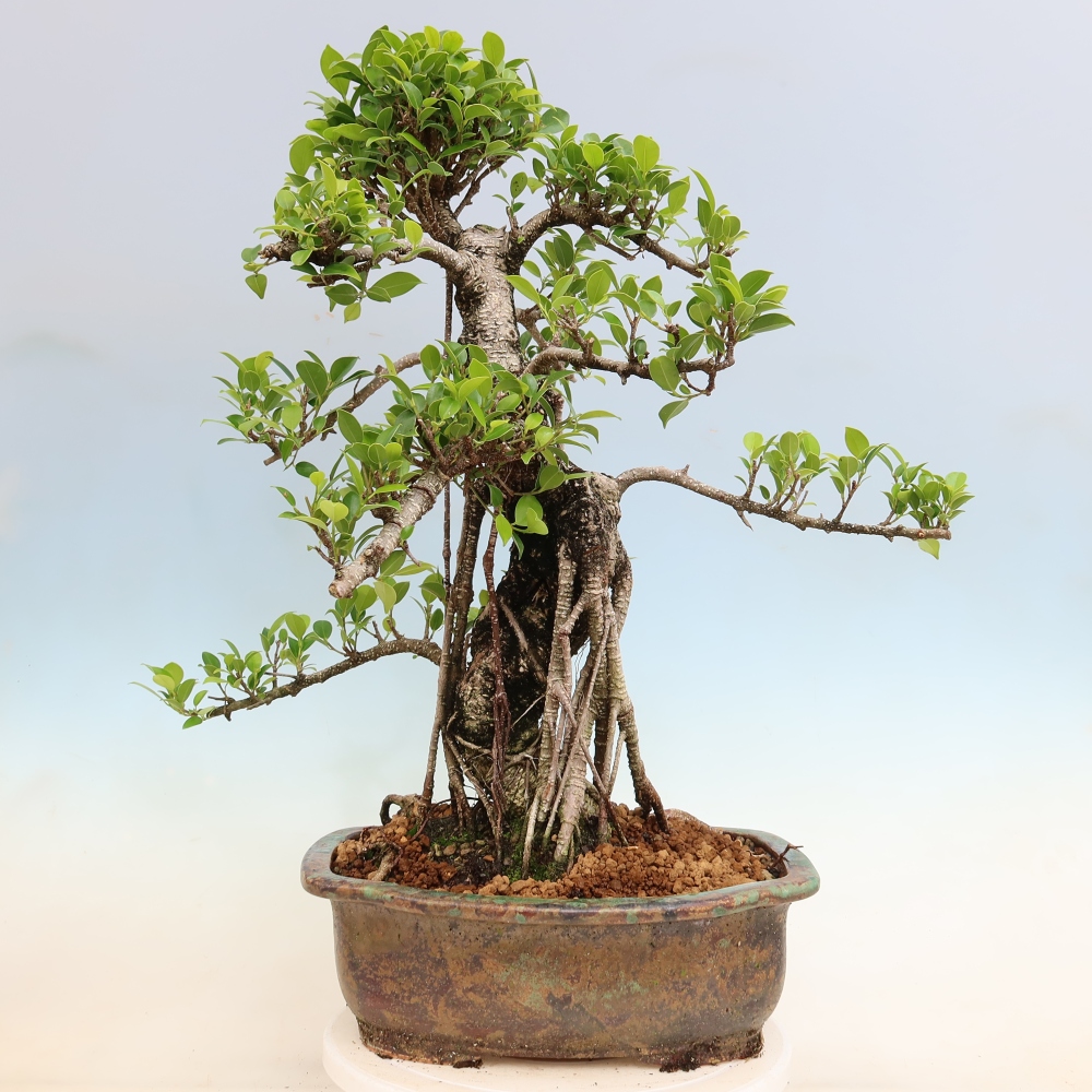 Zimmerbonsai - Ficus kimmen - Kleinblättriger Ficus
