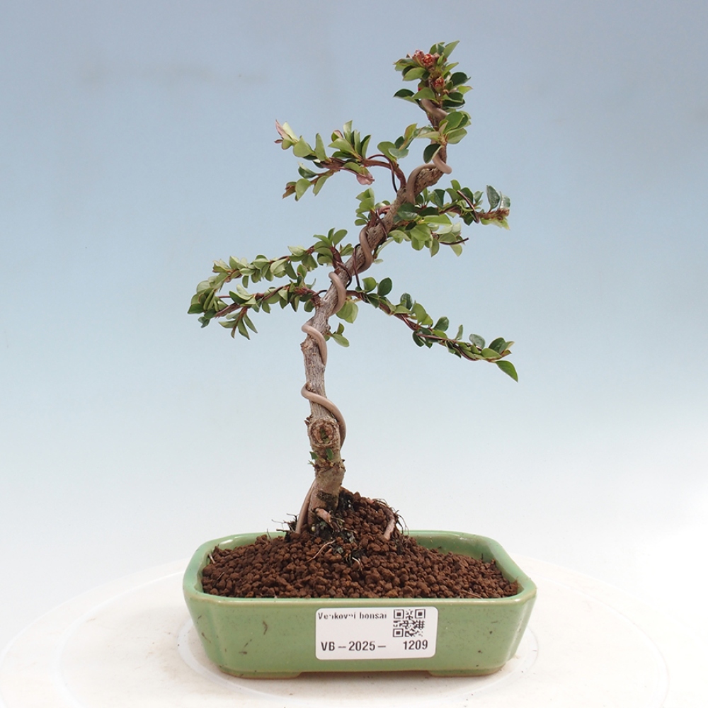 Bonsai für draußen - Cotoneaster horizontalis - Rocky Mountain