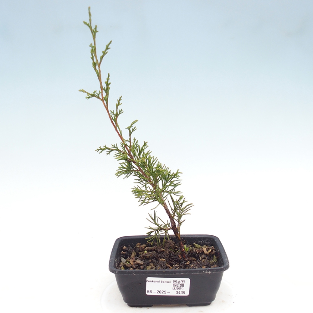 Bonsai für draußen - Juniperus chinensis Itoigawa