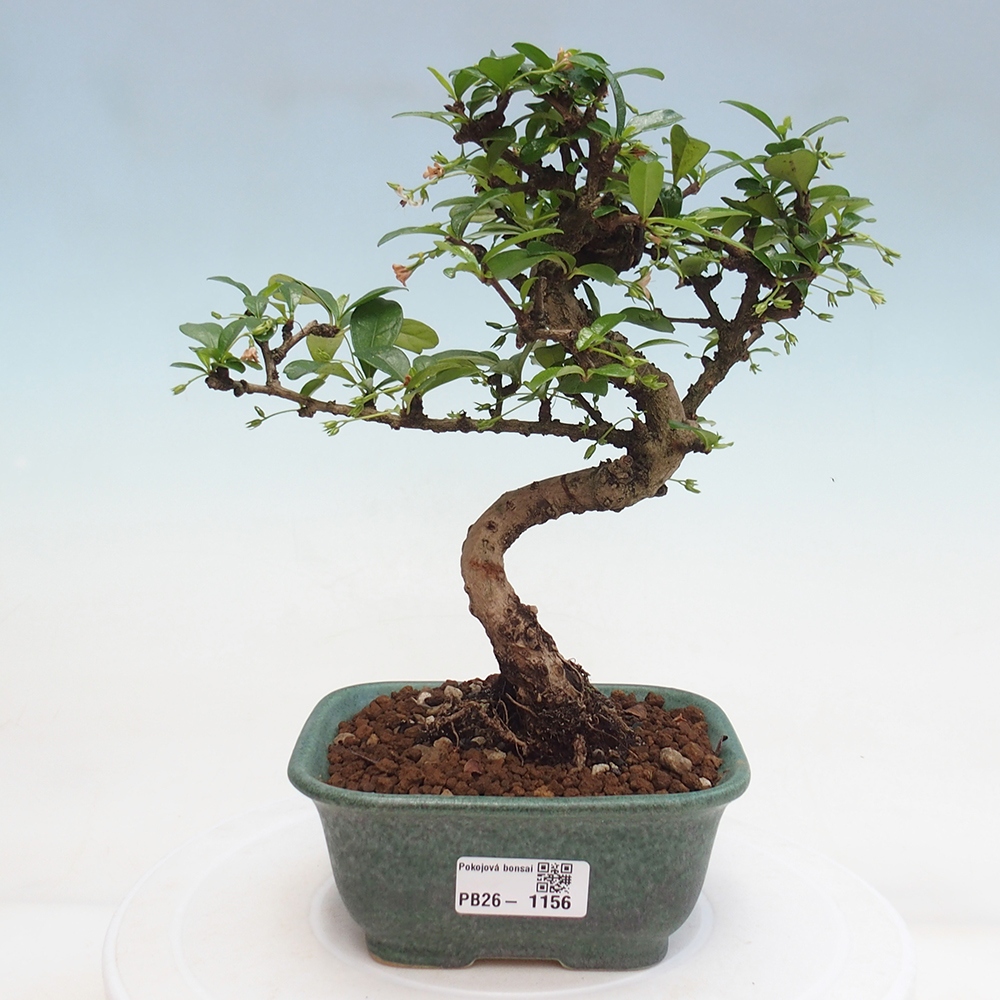 Zimmer-Bonsai - Carmona macrophylla - Tee-Fuki