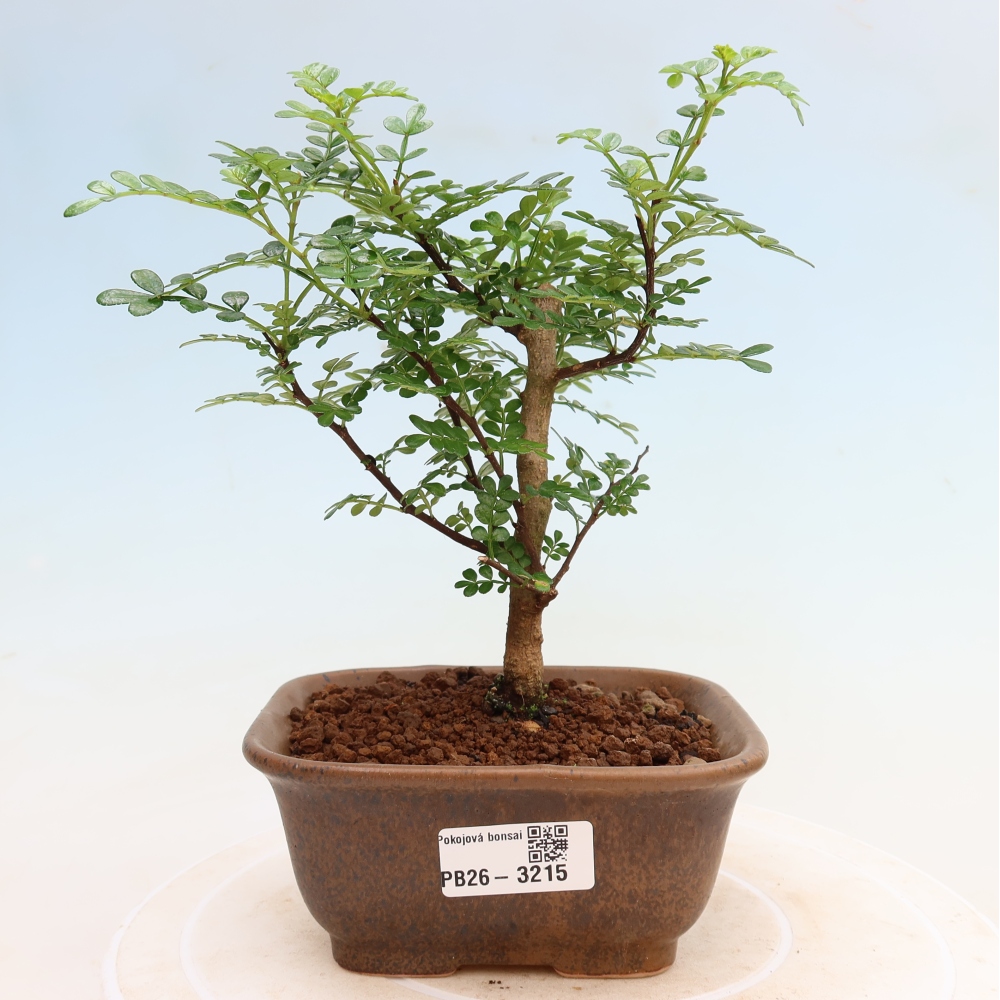 Zimmer Bonsai - Zantoxylum piperitum - Pfefferbaum