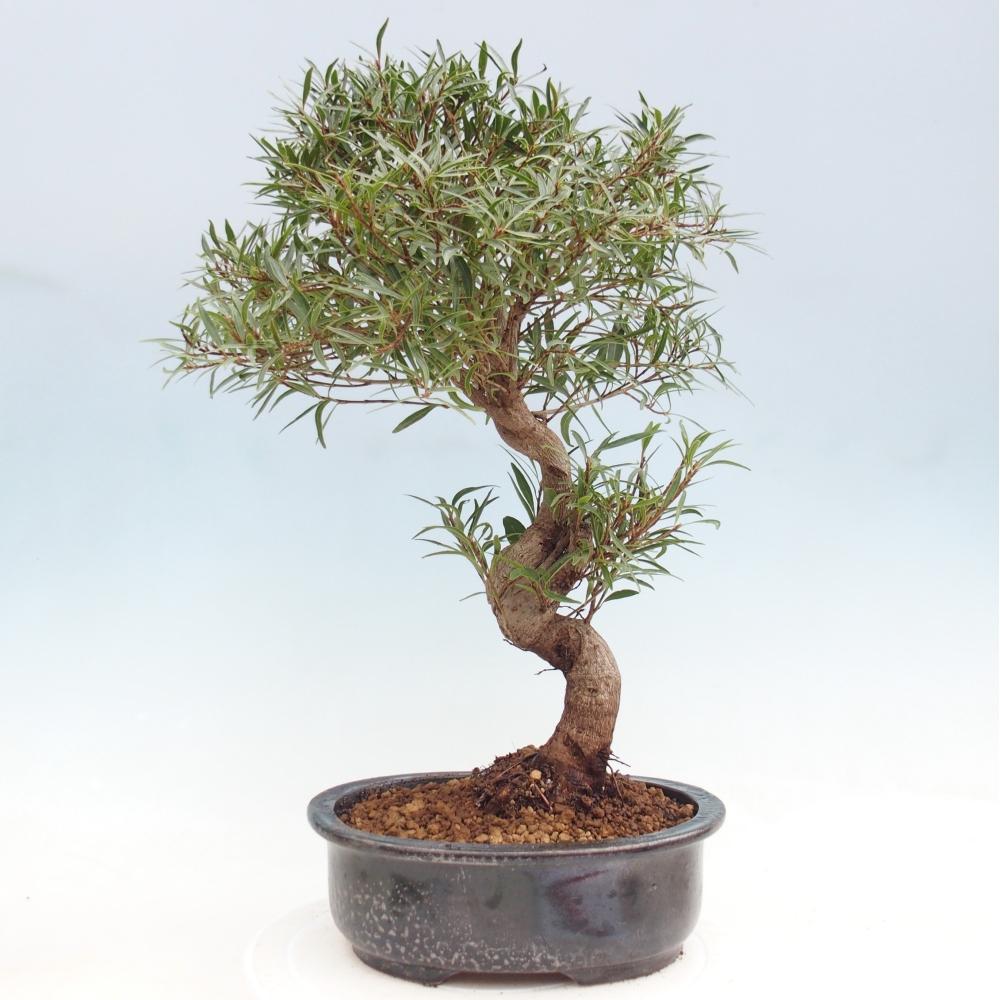Zimmerbonsai - Ficus nerifolia - Kleinblättriger Ficus