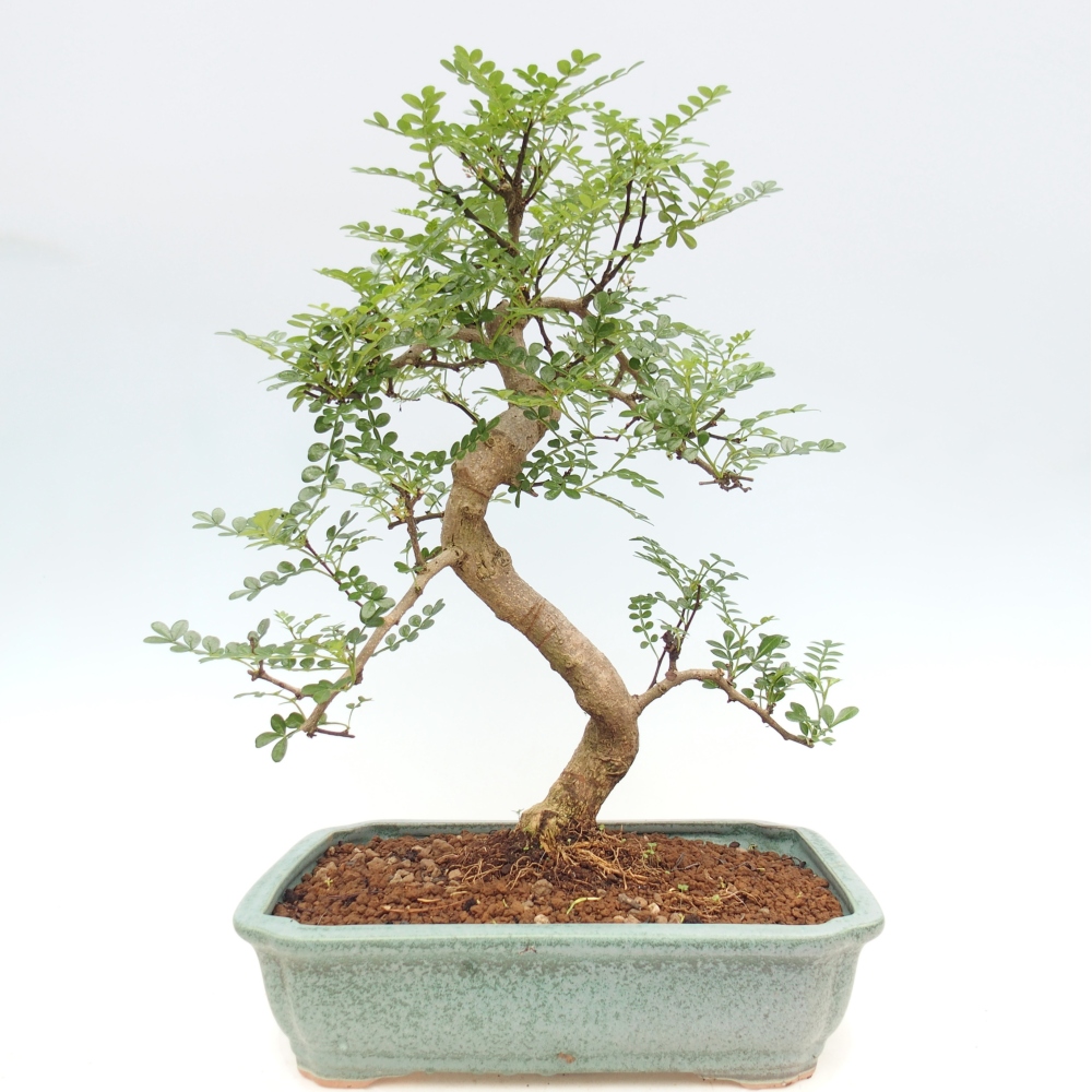 Zimmer Bonsai - Zantoxylum piperitum - Pfefferbaum