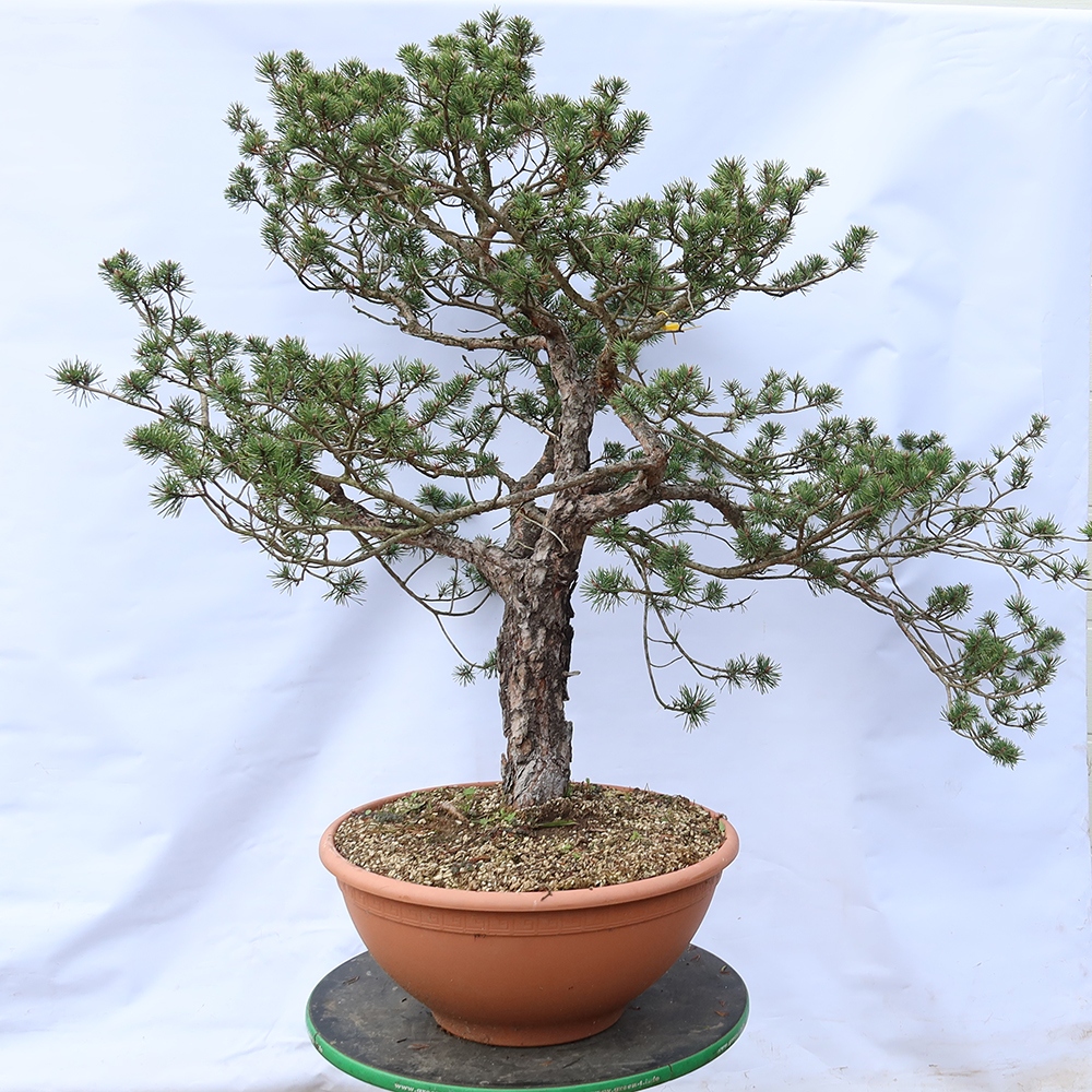 Pinus sylvestris Spanien – Waldkiefer