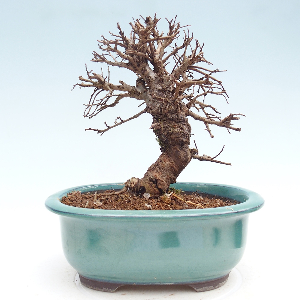 Bonsai für draußen - Zelkova - Zelkova NIRE