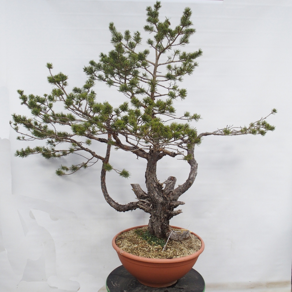 Yamadori - Pinus sylvestris Spanien