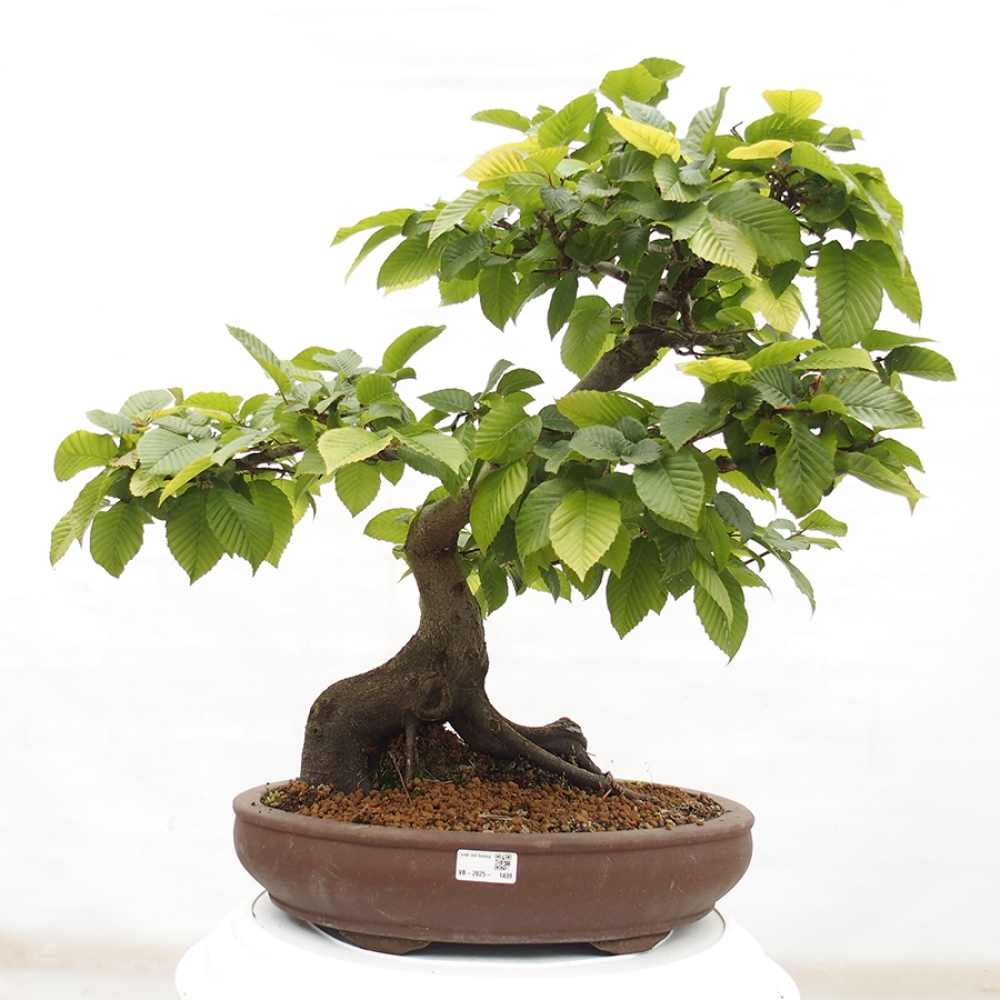 Bonsai für draußen - Hainbuche - Carpinus betulus