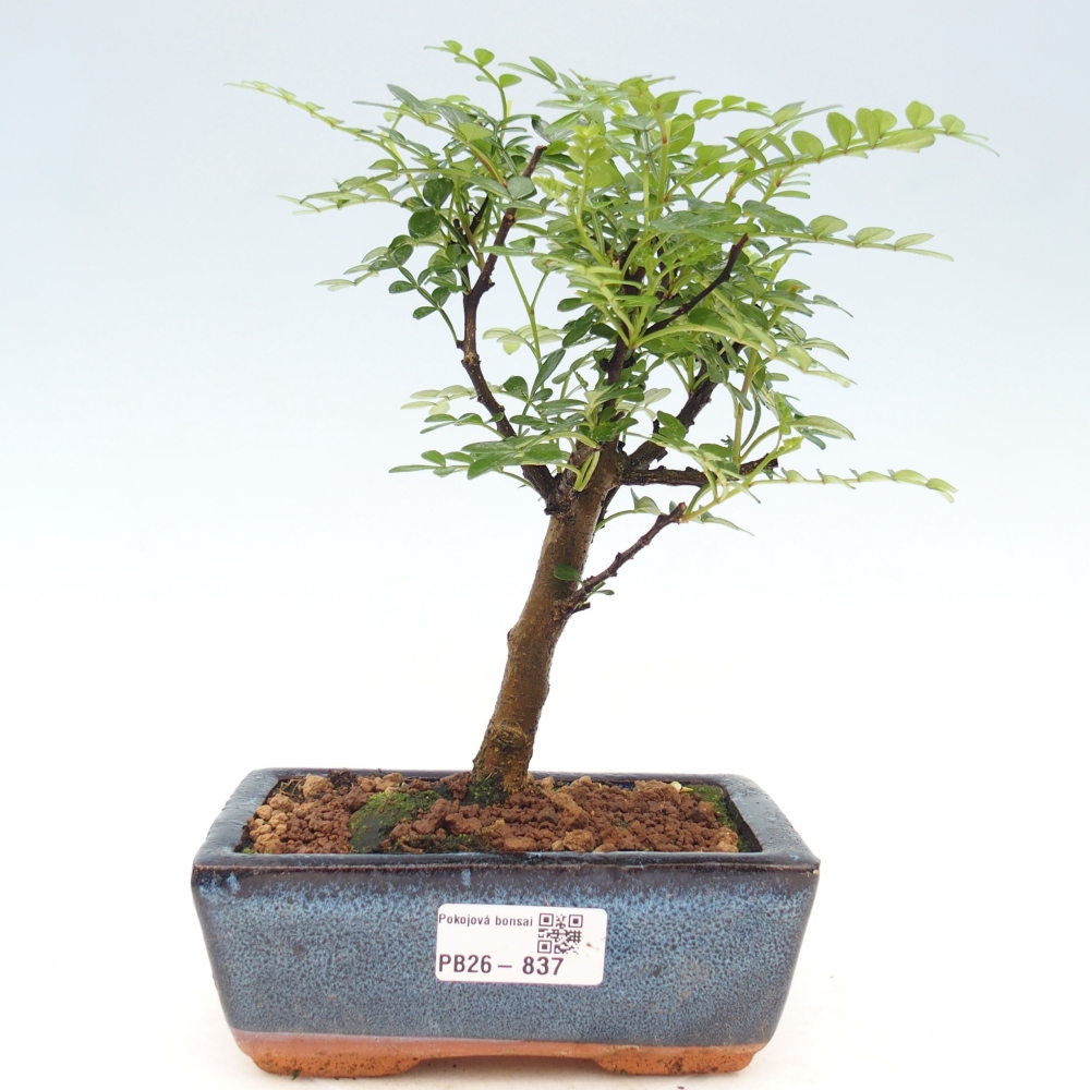 Zimmer Bonsai - Zantoxylum piperitum - Pfefferbaum