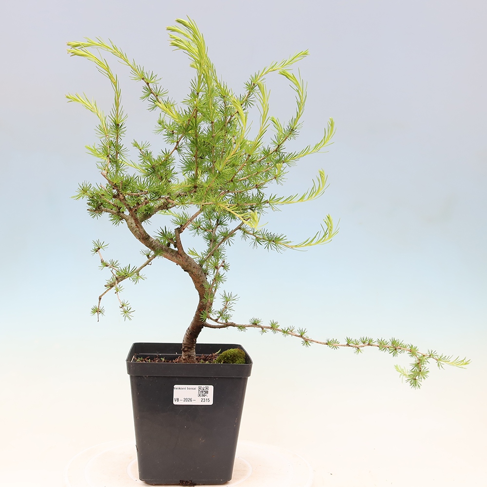 Bonsai für draußen -Larix decidua - Lärche