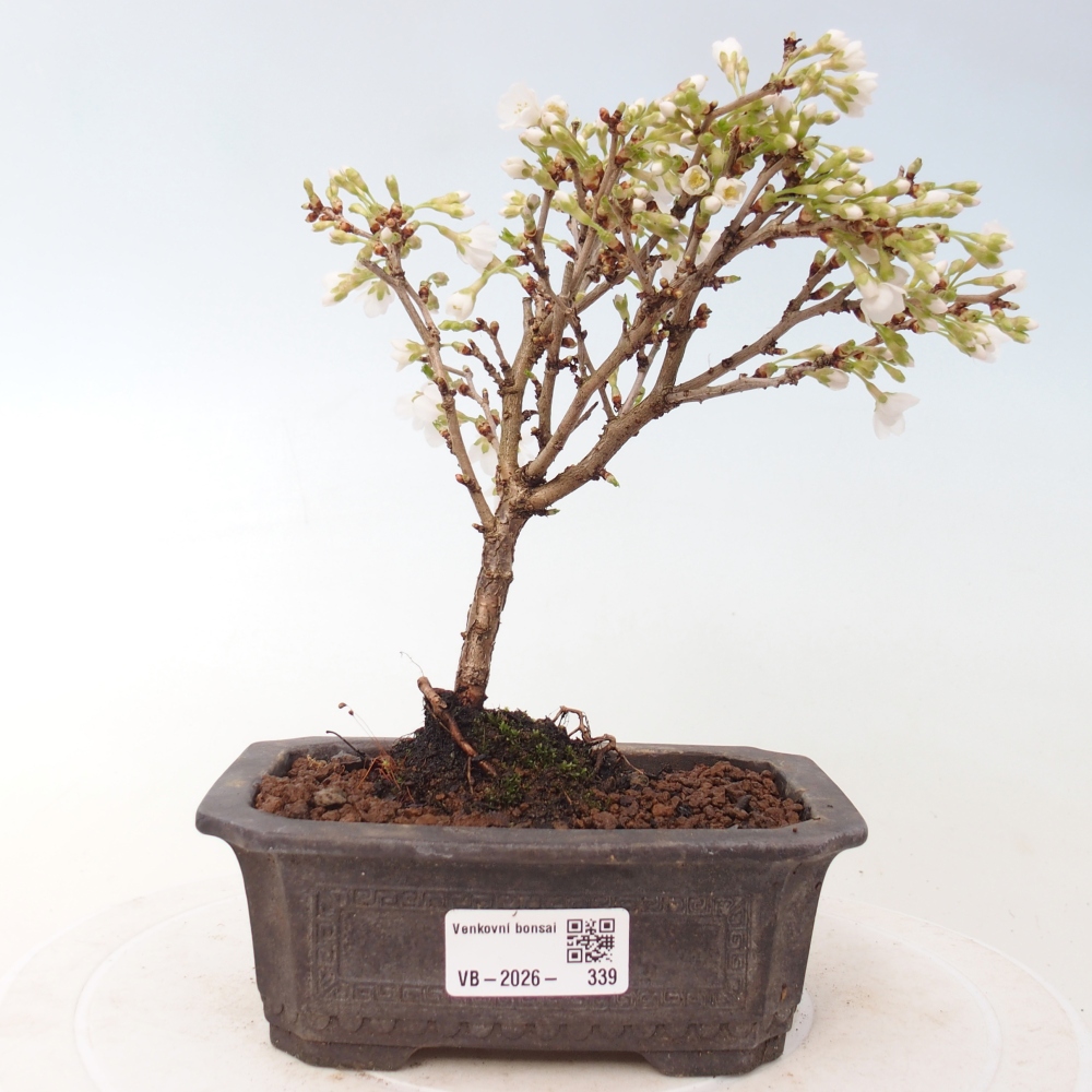 Bonsai für draußen - Prunus incisa Kojou-no mai-Plivon ausgeschnitten