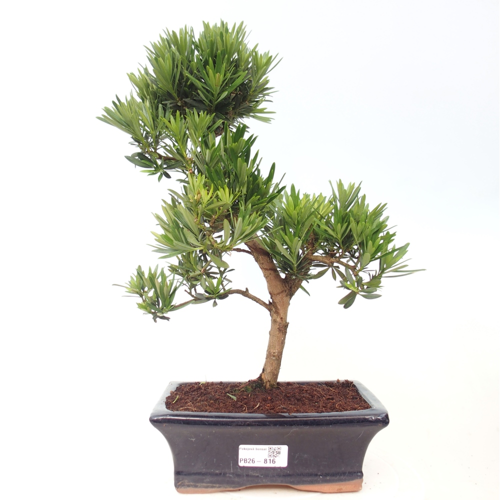 Zimmerbonsai - Podocarpus - Stein-Eibe