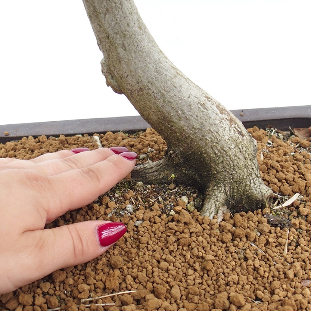 Bonsai für draußen - Hainbuche - Carpinus betulus