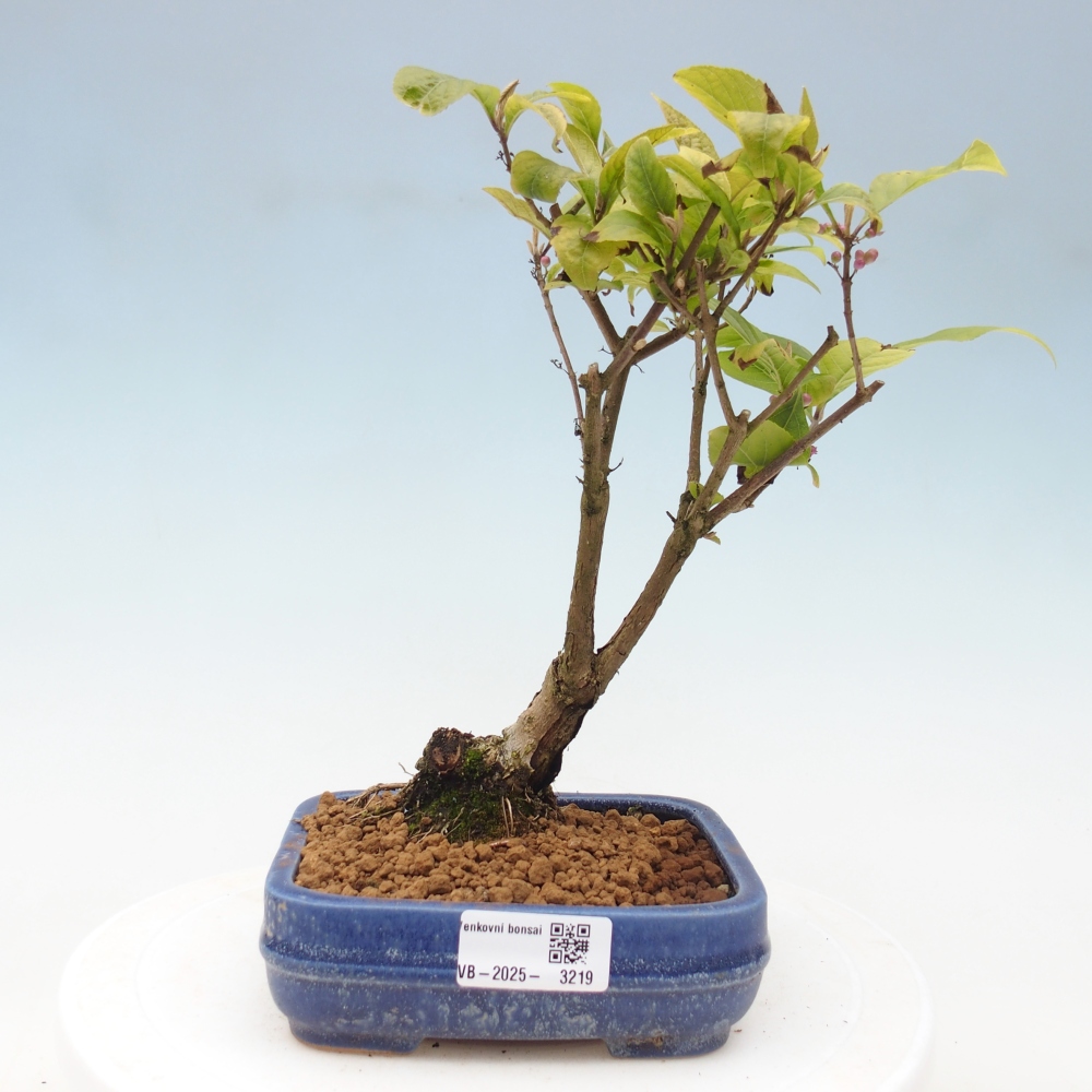 Bonsai für draußen - Callicarpa japonica