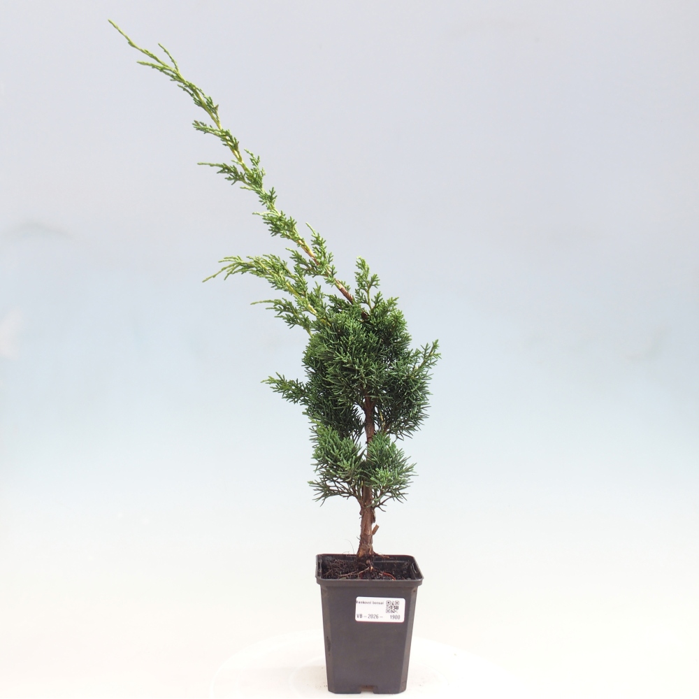 Bonsai für draußen - Juniperus chinensis Kishu
