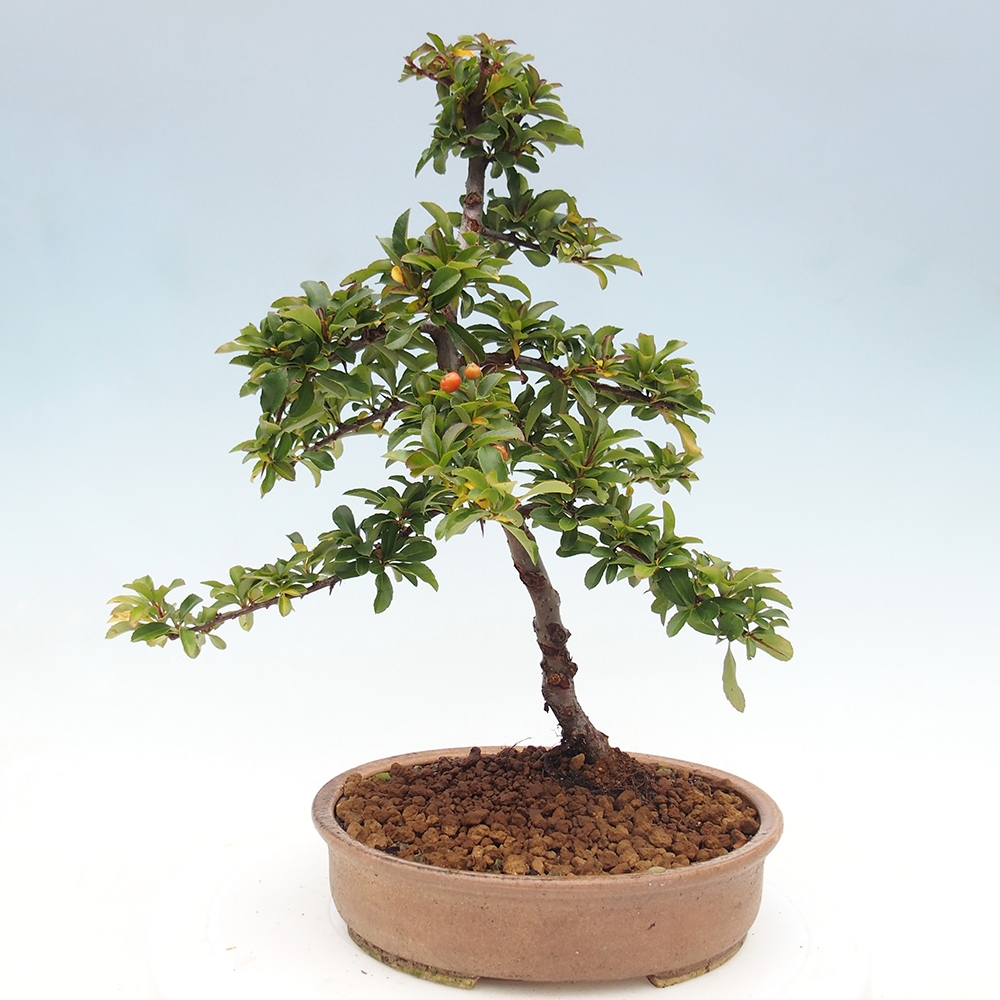 Freiland-Bonsai-Pyracantha Teton -Hlox