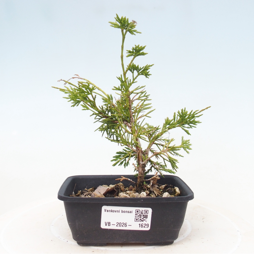 Bonsai für draußen - Juniperus chinensis Itoigawa