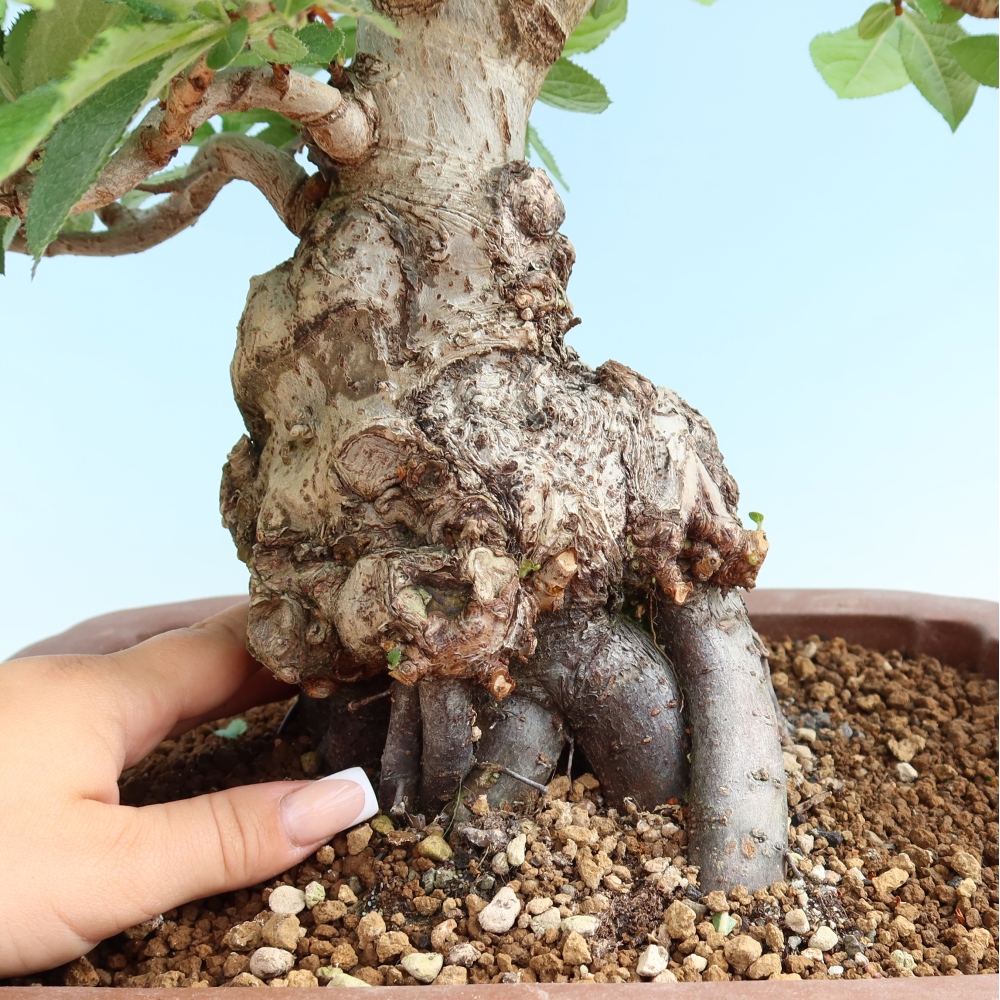 Bonsai für draußen - Photinia villosa