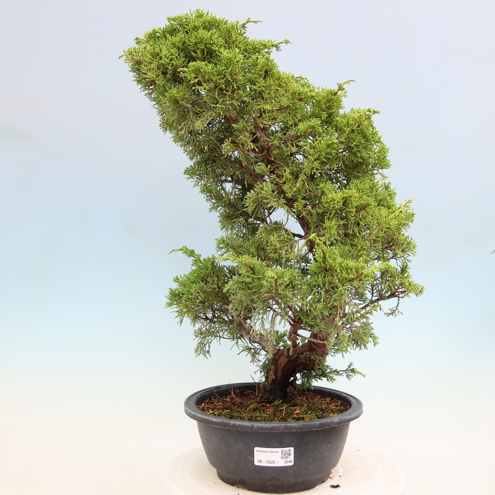 Bonsai für draußen - Juniperus chinensis Itoigawa-Juniperus chinensis
