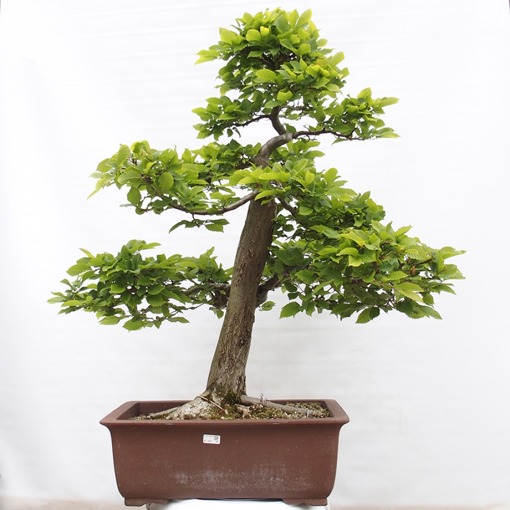 Bonsai für draußen - Hainbuche - Carpinus betulus