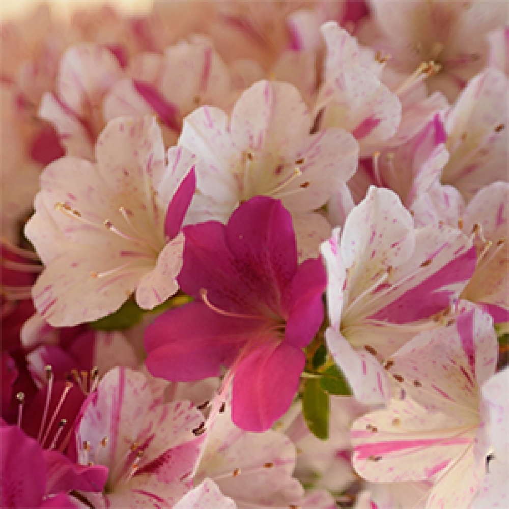 Bonsai für draußen - Japanische Azalee - Azalee Kaminoyamakirin
