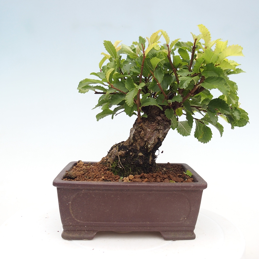 Bonsai für draußen - Zelkova - Zelkova NIRE