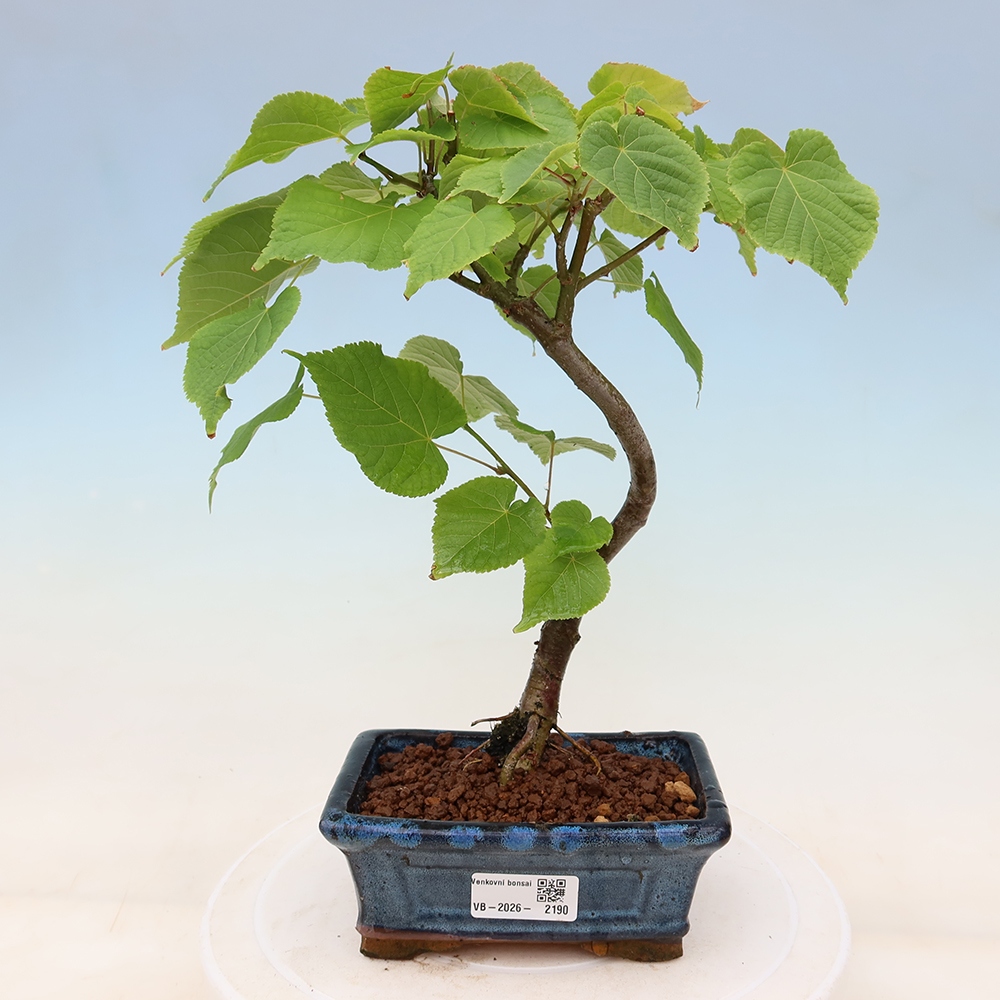 Bonsai für den Außenbereich – Herzblättrige Linde – Tilia cordata