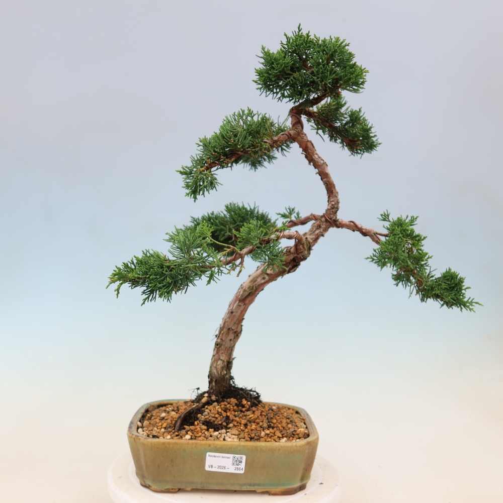 Bonsai für draußen - Juniperus chinensis Kishu