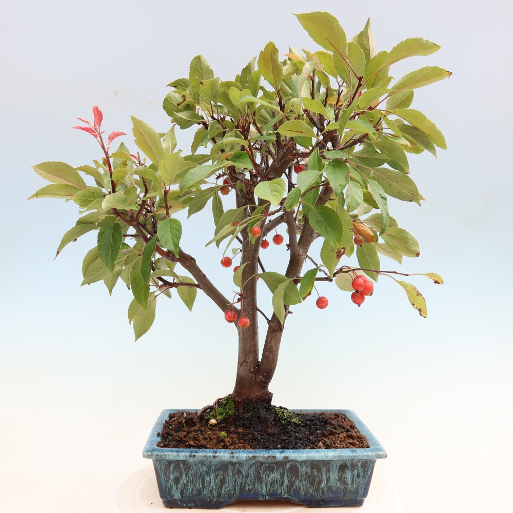 Outdoor-Bonsai -Malus domestica - Kleinfrüchtiger rotblättriger Apfelbaum