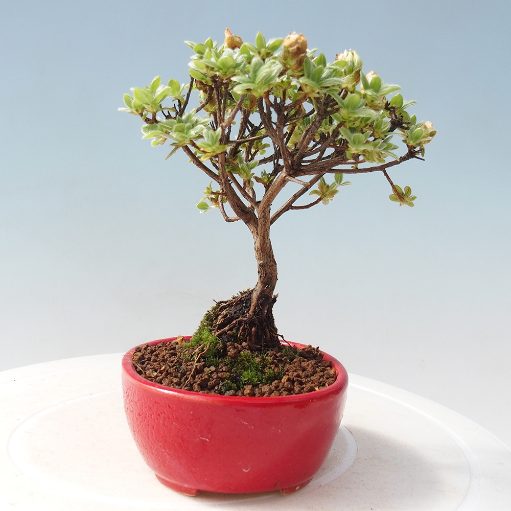 Bonsai für draußen - Rhododendron indicum - Japanische Azalee