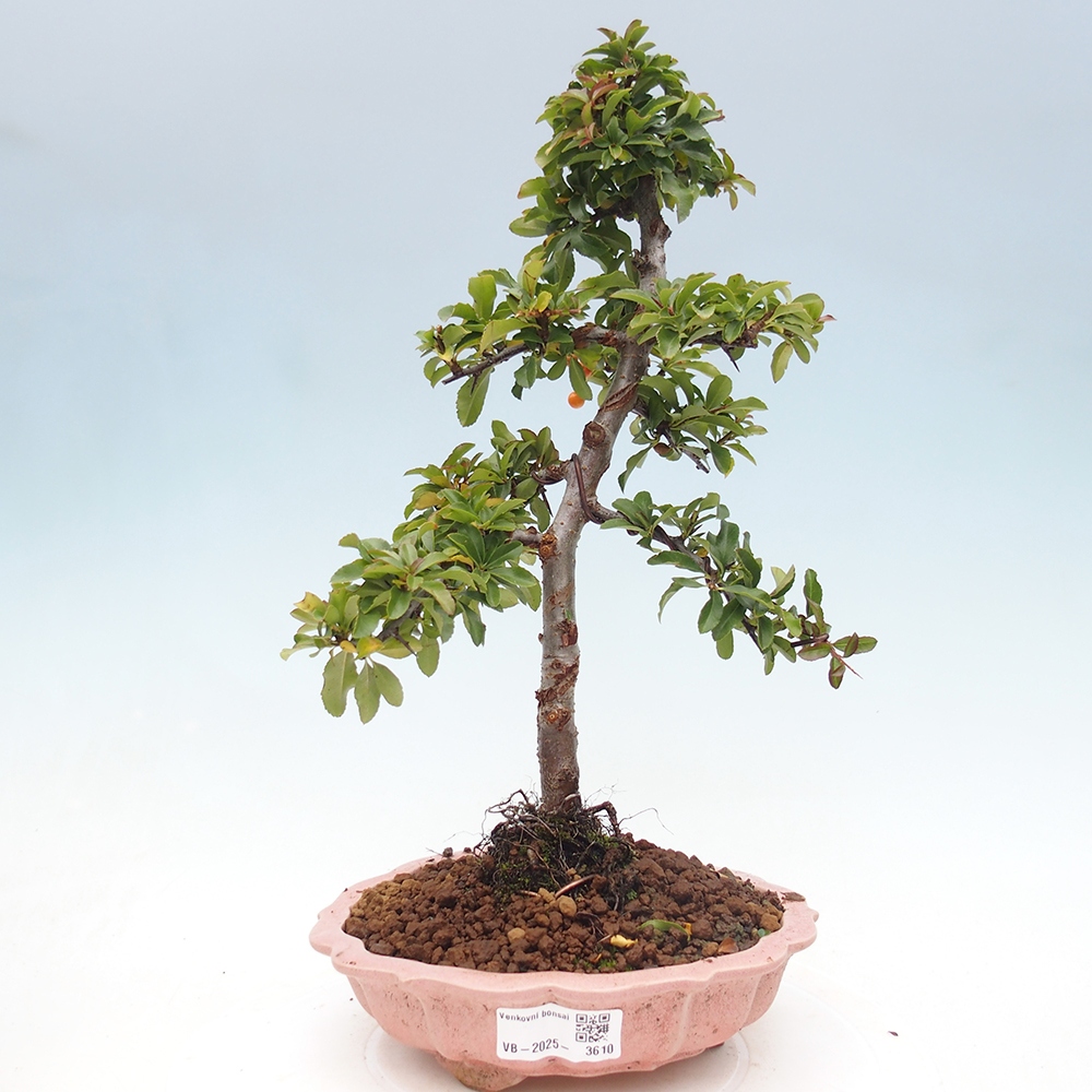 Freiland-Bonsai-Pyracantha Teton -Hlox