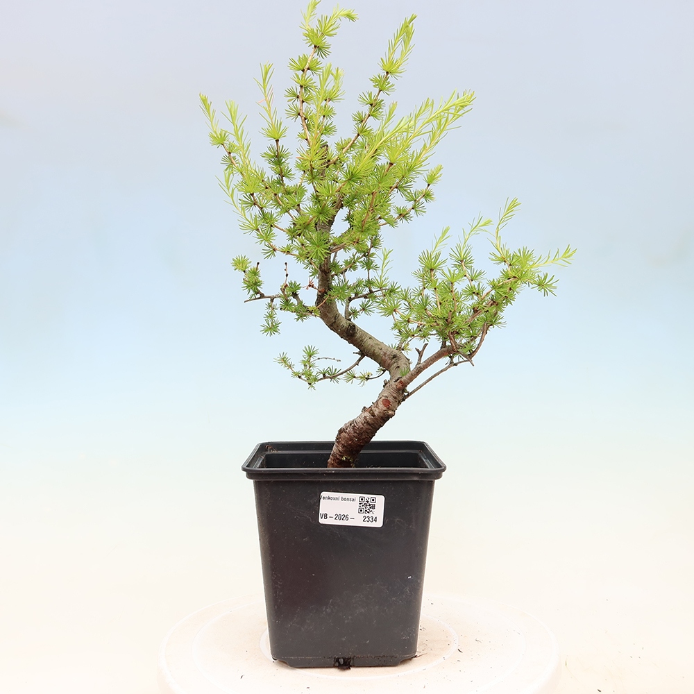Bonsai für draußen -Larix decidua - Lärche