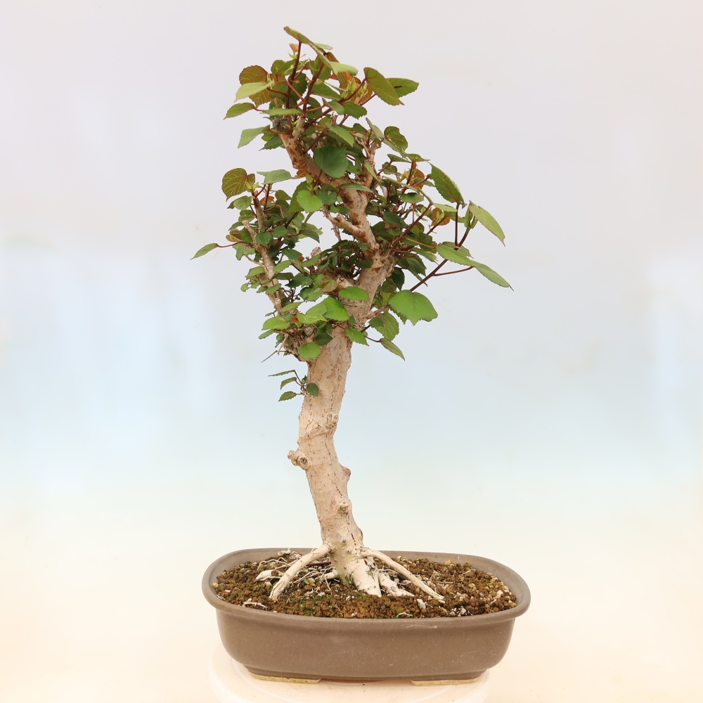 Zimmerbonsai - Hibiscus tiliaceus - Meeres-Hibiskus