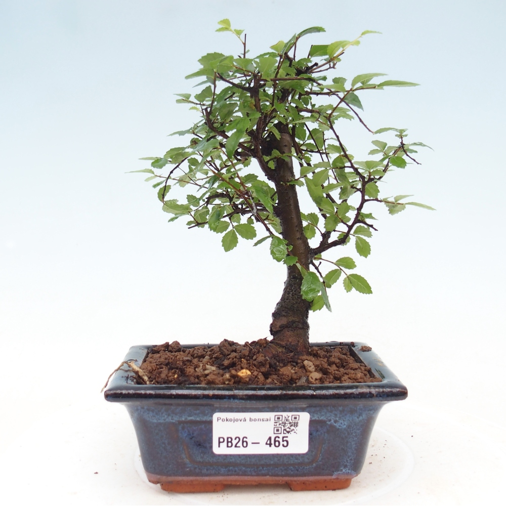 Zimmerbonsai - Ulmus parvifolia - Kleinblättrige Ulme