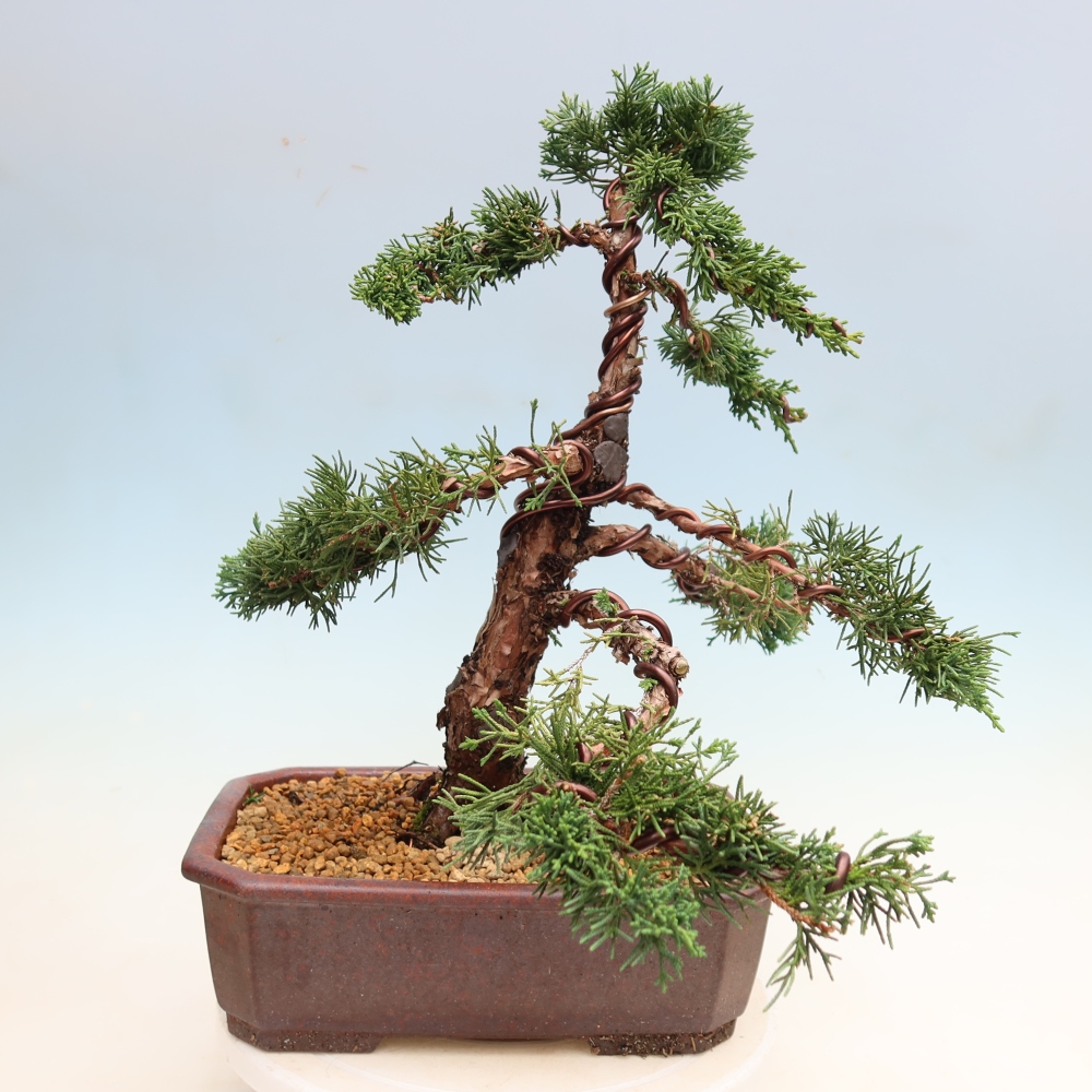 Bonsai für draußen - Juniperus chinensis Kishu
