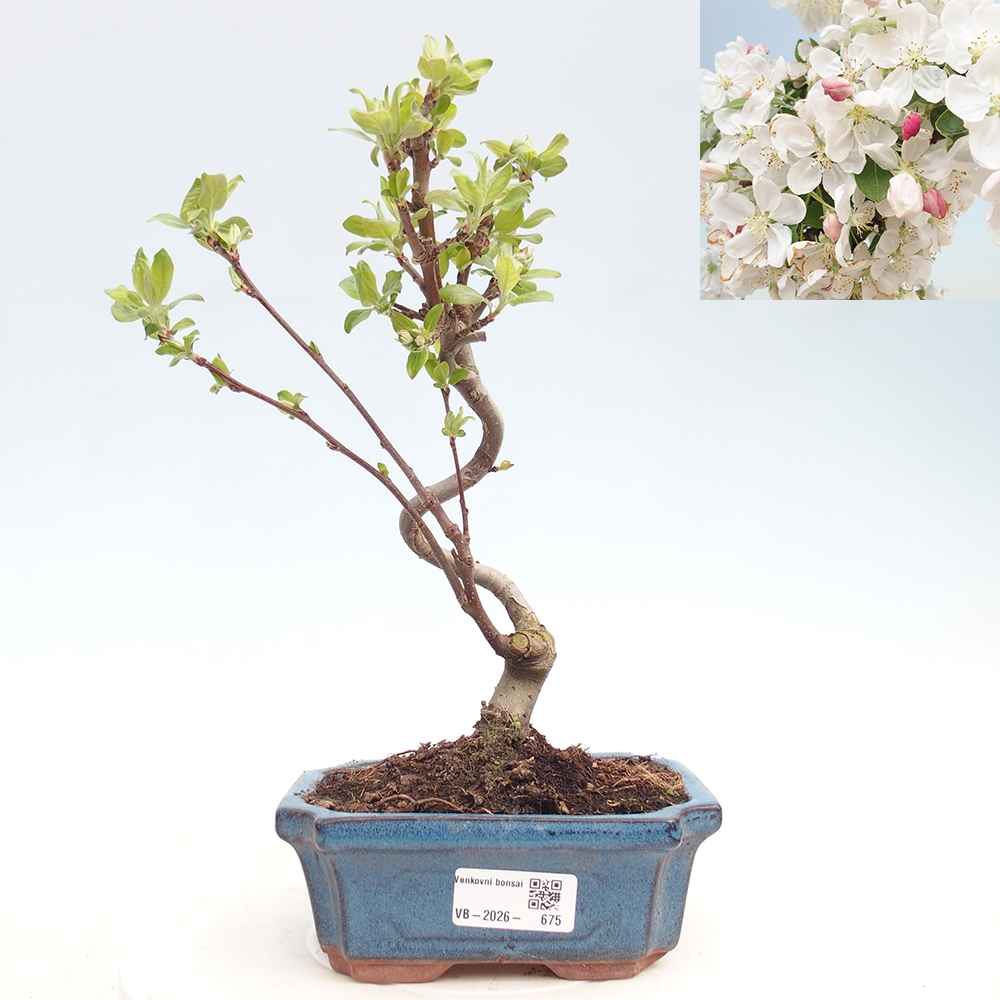 Outdoor-Bonsai -Malus halliana - Kleinfrüchtiger Apfelbaum