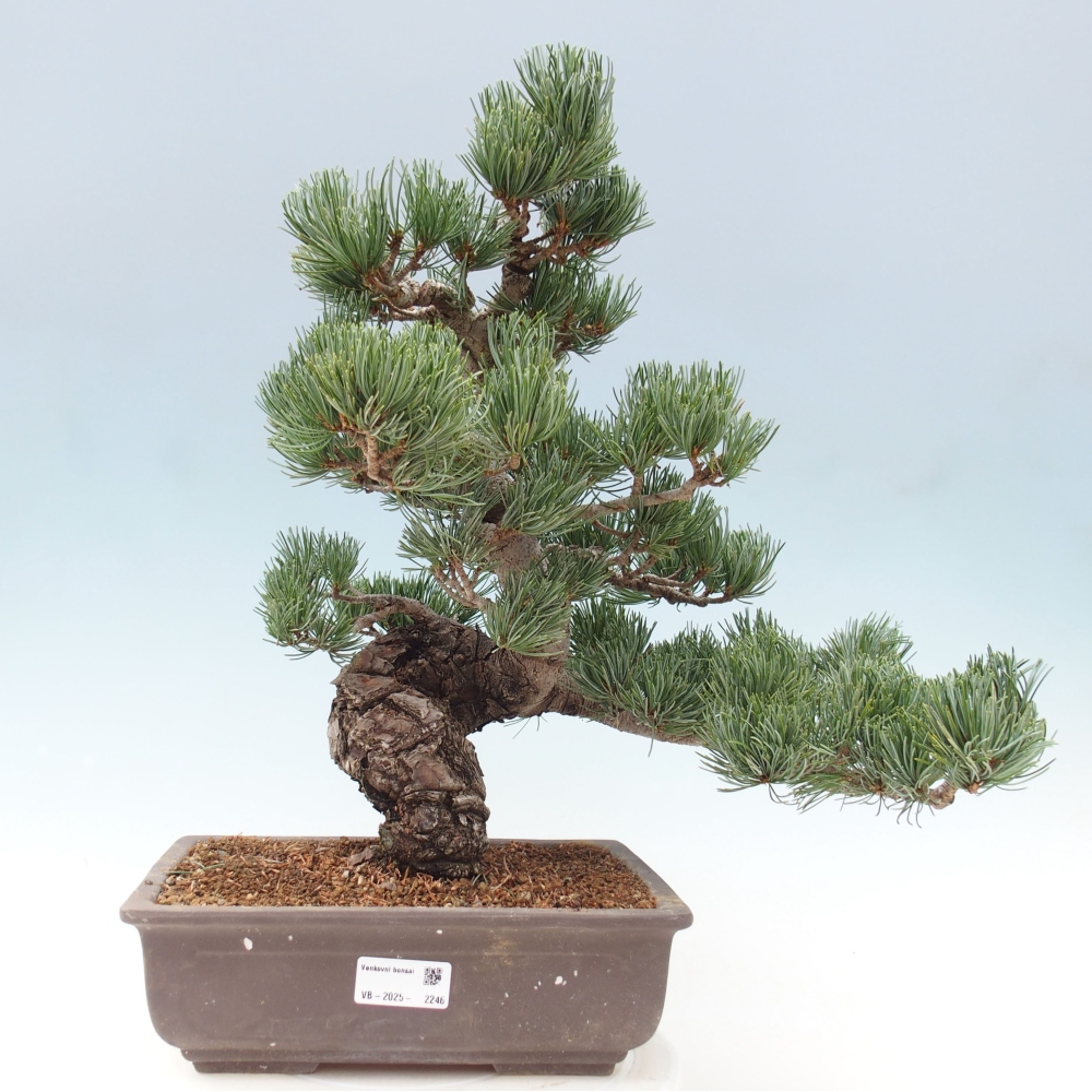 Bonsai für draußen - Pinus parviflora - Pinus parviflora