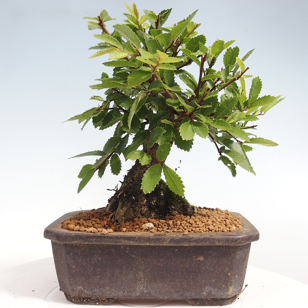 Bonsai für draußen - Zelkova - Zelkova NIRE