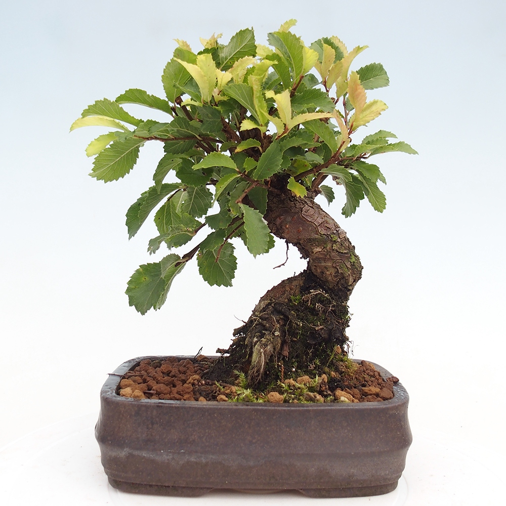 Bonsai für draußen - Zelkova - Zelkova NIRE