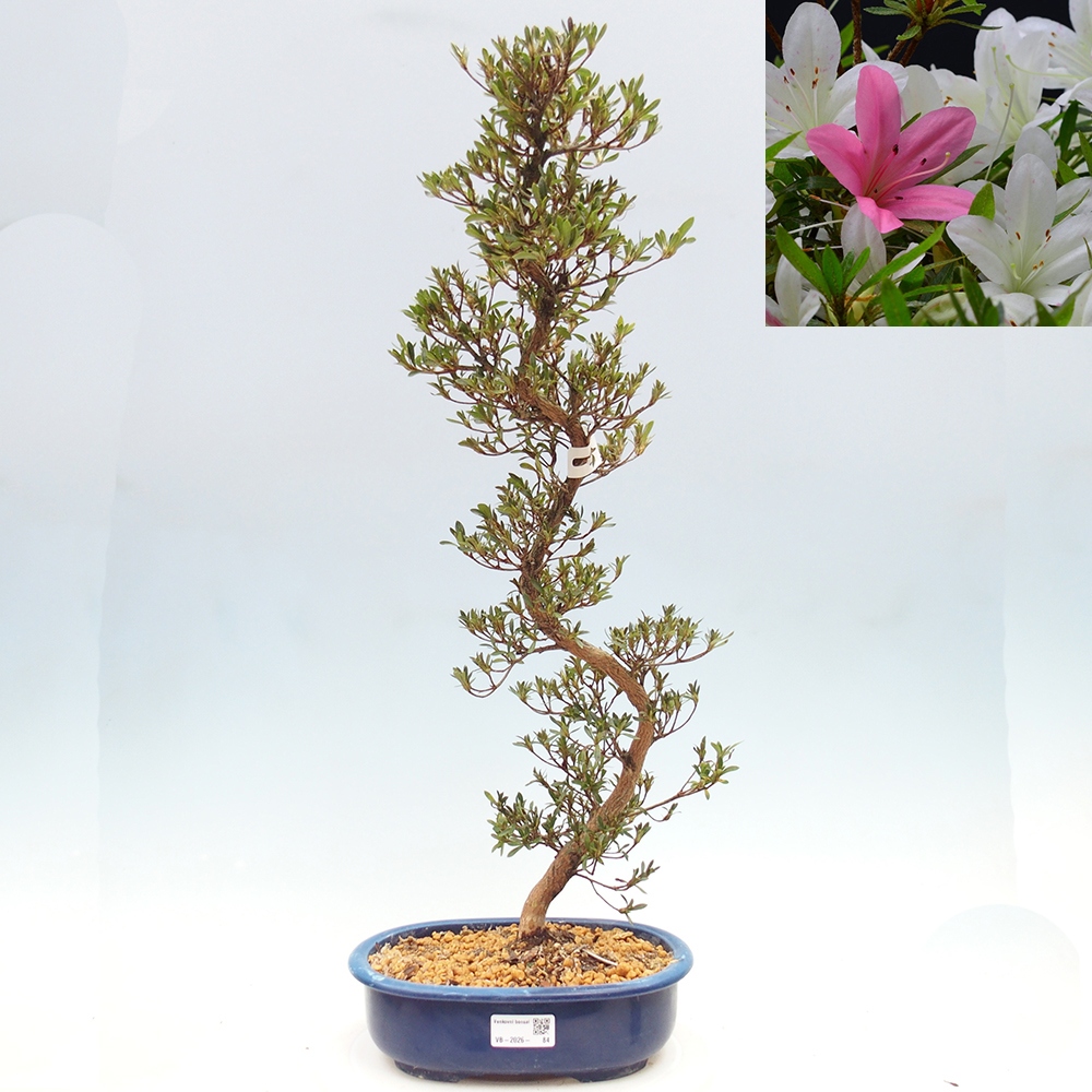 Bonsai für draußen - Japanische Azalee - Azalea Hakurin