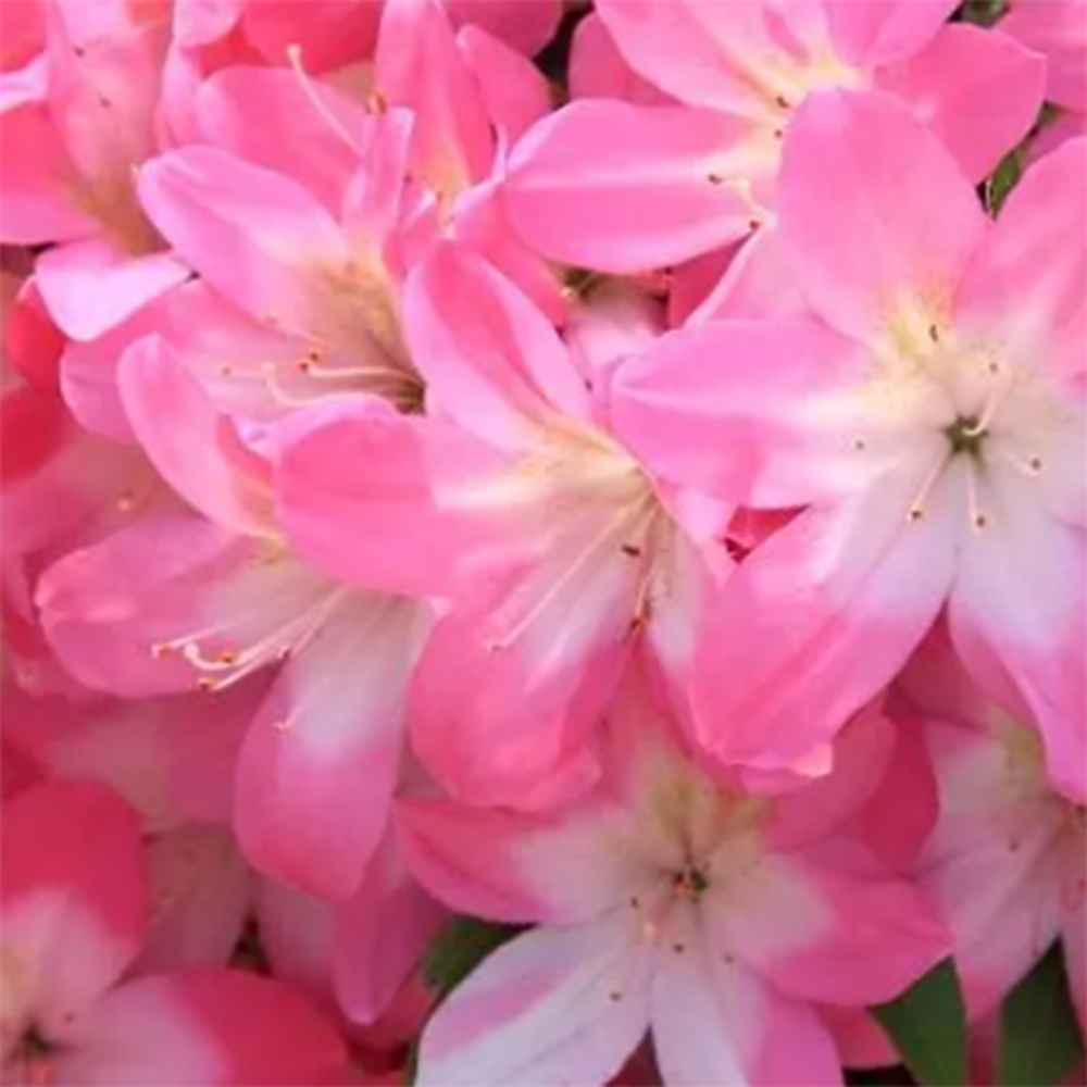 Bonsai für draußen - Japanische Azalee - Azalee Akari
