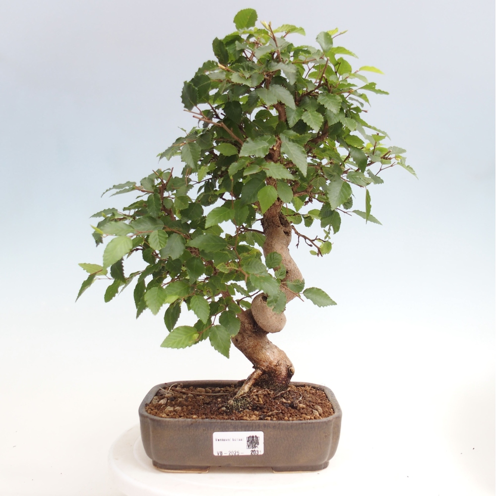 Bonsai für draußen -Carpinus CARPINOIDES - Koreanische Hainbuche